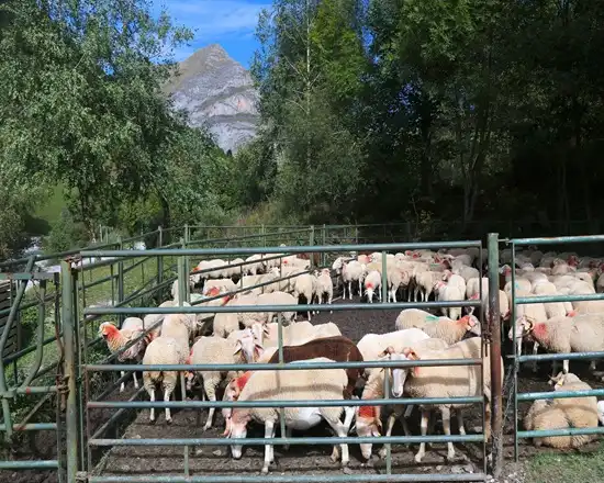sheep panel